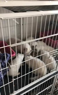 猫笼放在哪里好