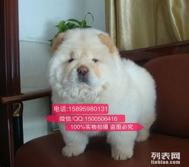 松狮犬性格怎么样