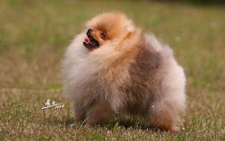 如何安抚博美犬不叫