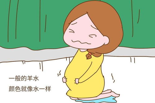 狗羊水破了多久生
