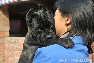 卡斯罗幼犬能吃哪些蔬菜